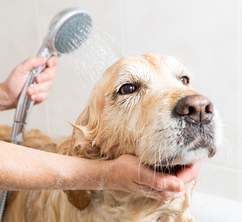 We offer basic grooming services. If your pup needs a little cleaning up with a nice sudsy bath, then we can accommodate your needs.